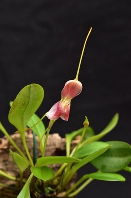 Masdevallia xanthina dark red selected Orchidee