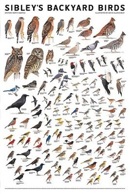 Sibley Backyard Birds: Eastern North America by David Allen Sibley
