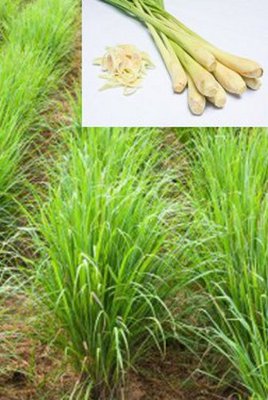 20 Samen Ostindisches Zitronengras (Cymbopogon flexuosus), Asiat. Küche, Gewürz