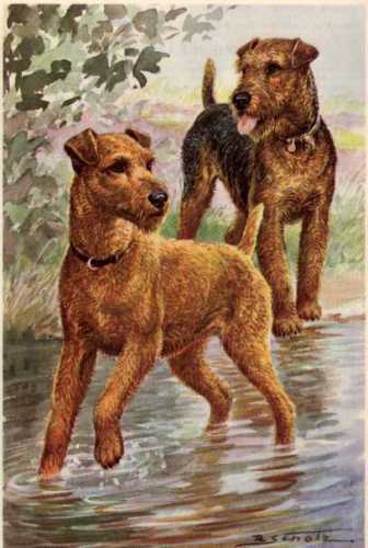 2025 VeeFriends Super Stickers Insightful Irish Terrier