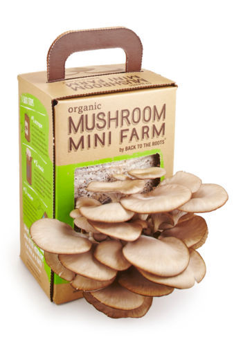 mushroom　準備中 Mega Mushroom Growing & Incubator Kit | Fully Automated | 18