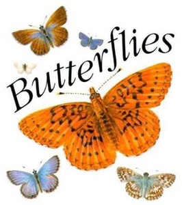 Book Mini Butterflies Art Fascinating Facts Insects