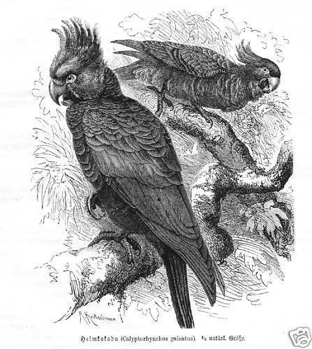 Helmkakadu Callocephalon Fimbriatum Kakadu  Holzstich 1891  Ornithologie