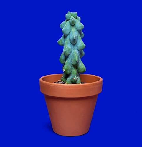 【keisuke.cacti】 SHPR6028 Gymnocalycium cabreraense VoS 2122 – Cactus-online