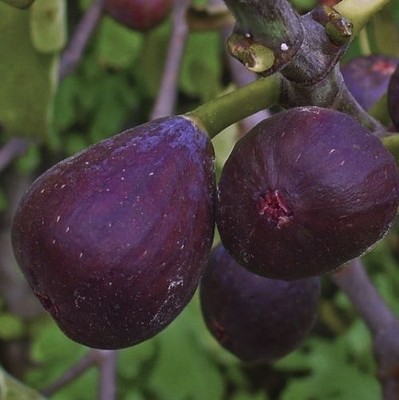Violette De Bordeaux Fig tree Cuttings, 2 Cuttings, Fig cuttings, Zone 5 to 10