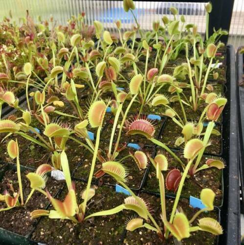 Venus Flytrap 'King Henry' (Dionaea muscipula) Carnivorous Plant RARE!