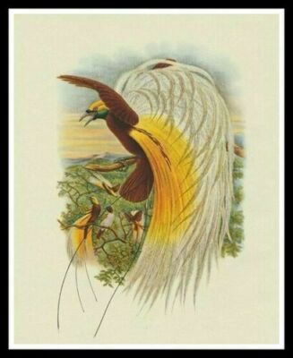 Original Old Vintage Lithograph JOHN GOULD Art Print BIRD OF PARADISE Tropical