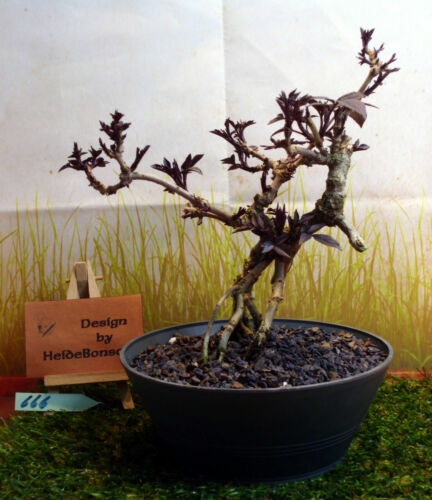 Bonsai Rotdorn Nr 4689 blhend Laub abwerfend Blte Auen robust Solitr |  eBay.de