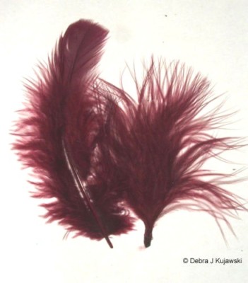 Quality Marabou Feathers Burgundy Fluffy 3-8''  L  7 grams Approx 35 ct