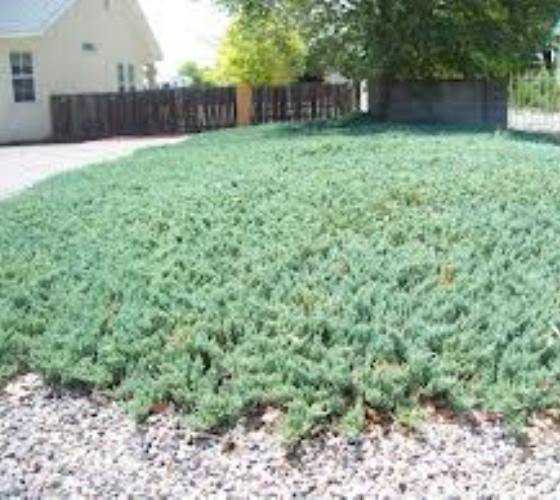 Blue Rug Juniper Ground Cover Plants For Sale The Tree Center