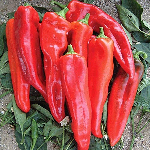 Red Sweet Pointed Peppers Seedlings Cuttings Young Plants for Garden