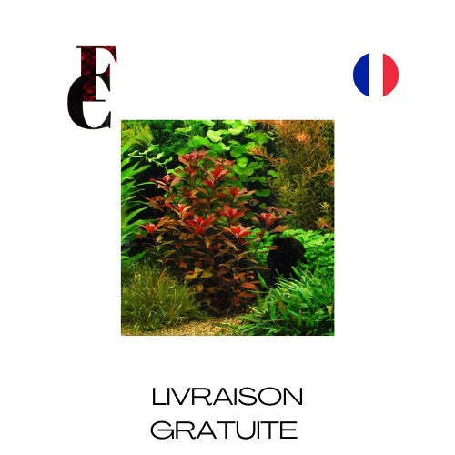 Plante Aquarium Ludwigia Repens Rubin 7 Tiges Rouge Oxygenante Arriere-Plan Eau.