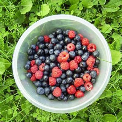 ALASKAN WILD BERRIES - Fragrance Oil for Crafts = Candle, Soap, Lotion, Bath
