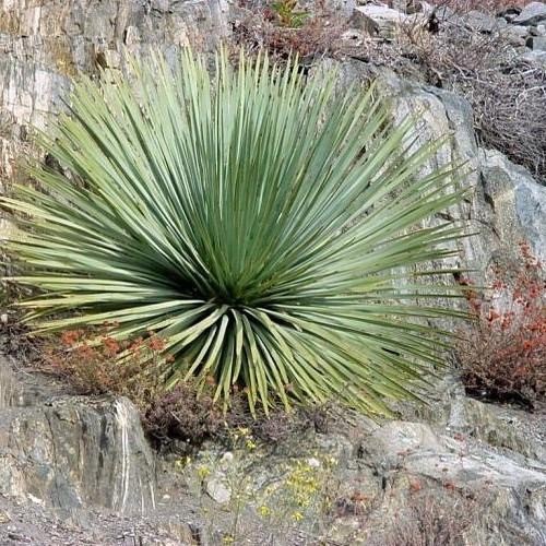 OUR LORD’S CANDLE (Yucca whipplei) 10 seeds eBay