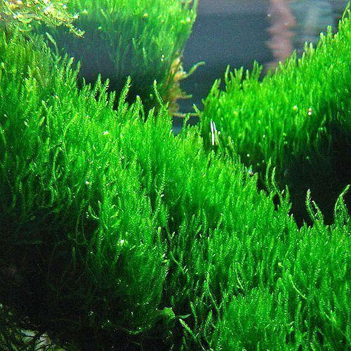 BUY 2 GET 1 FREE Flame Moss Taxiphyllum 