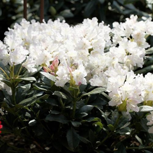 rhododendron picobello Buy Rhododendron Hachmanns Picobello Online main image 1