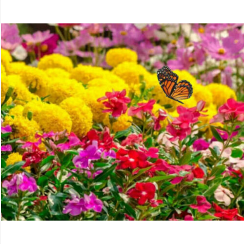 50 semi di FIORI ATTIRA FARFALLE in MIX