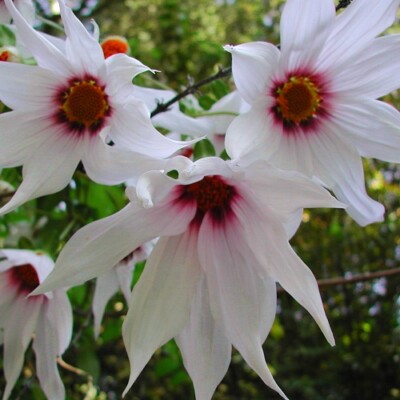 Beautiful, rare Dahlia campanulata! - ''Weeping Tree Dahlia'' - Genuine tuber