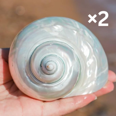 02 Large White Jade Turbo Natural Conch Hermit Crab Seashell Real Shell 3-3.5''