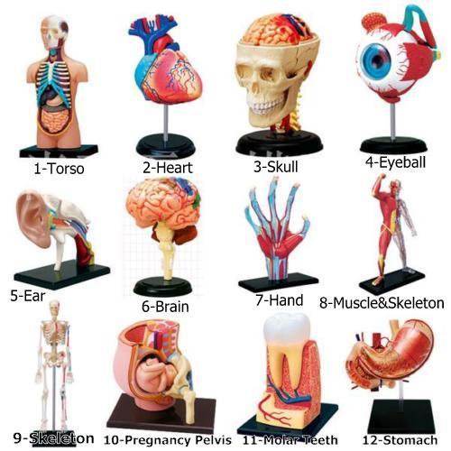 1Set 4D Human Torso Brain Heart Ear Hand Body Anatomical