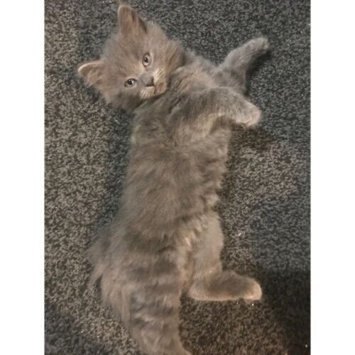 2 Rare grey male nebelung x kittens for sale (1 left) | in Norwich