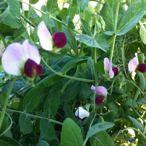  1/4 POUND Austrian Winter Peas Seeds