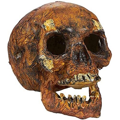 BLUE PANDA Plastic Skull for Halloween, Rotting Fake Skeleton Head (5.7 x 7 x...