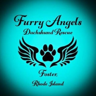 Furry Angels Dachshund Rescue