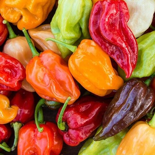 RAINBOW HABANERO PEPPER SEEDS MIX 30+ chocolate RED orange YELLOW vegetables