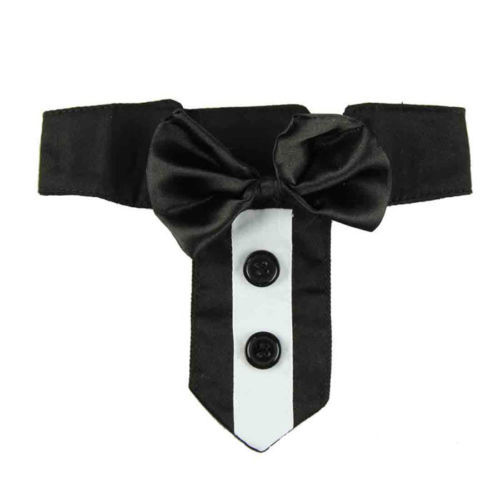 Leather Cat Collars and Tags