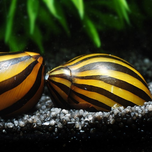 3x Zebra Nerite Snail Freshwater Aquarium Pond ...