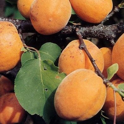 dwarf 5l fertile miniature pot self patio tree apricot cropping heavy