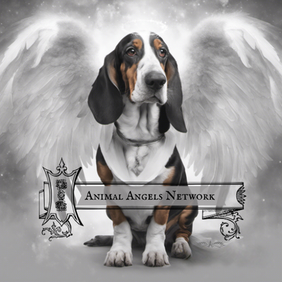 Animal Angels Network