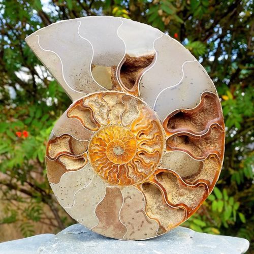 Ammonite Fossils