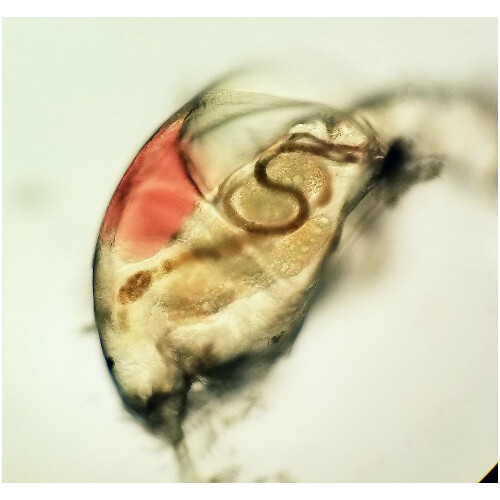 Sturdy Microscope Eyepiece Camera Adapter for Smartphone & iPhone