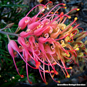 Native Australian Plants plus other plants: potplantheavenperth.com
