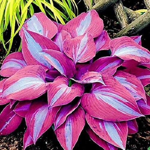 Hosta Seed 100 Purple Hosta Plant Seeds Hosta plantaginea Garden