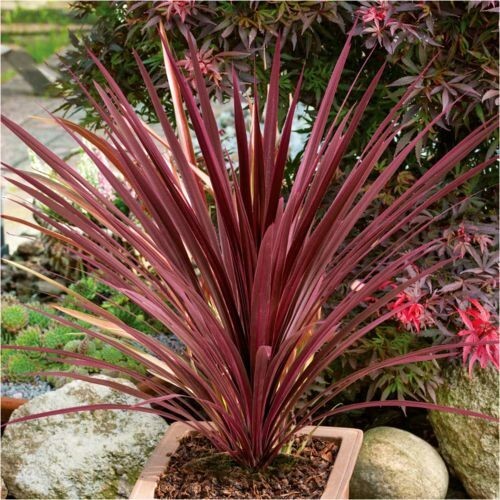 80001133 Cordyline Australis Obtecta Red Seeds Palmen Samen 3