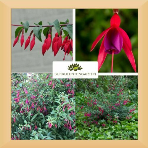 Dnger Fuchsiendnger Fuchsien , Pflanzendnger 10 Portionsbeutel fr 100 l  | eBay.de