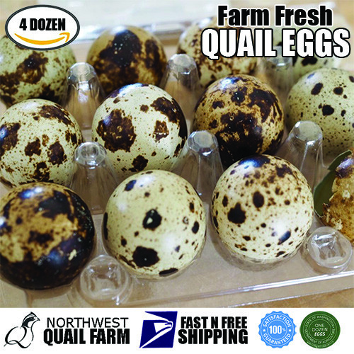 Fresh n Tasty Jumbo Coturnix Quail Eggs (4 dozen) FREE