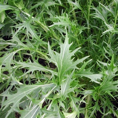 mizuna mustard greens heirloom seeds -non-gmo-untreated-open