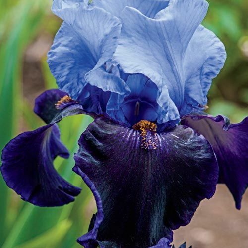 1 Tall Bearded Iris 