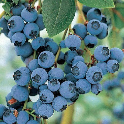 2 Blue Crop Blueberry Plant - Large/Delicious Starter PLANT SHIP BARE ROOT