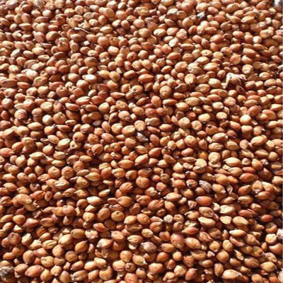 SeedRanch Egyptian Wheat Seed "Excellent for Quail" - 25 Lbs.