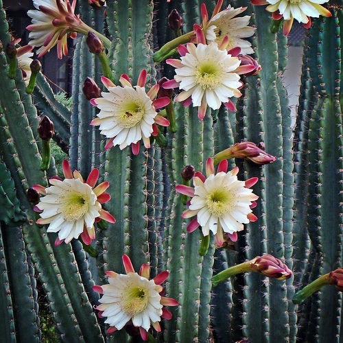 PERUVIAN APPLE CACTUS (Cereus peruvianus) 10 seeds eBay