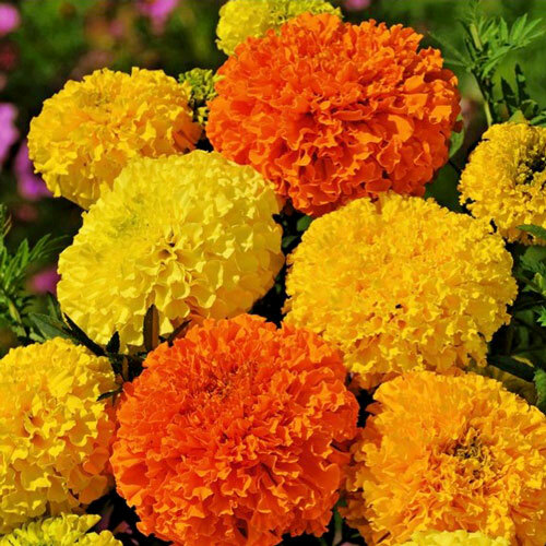 Seeds Marigold Sugar and Spices Terry Mix Flower Rare Garden