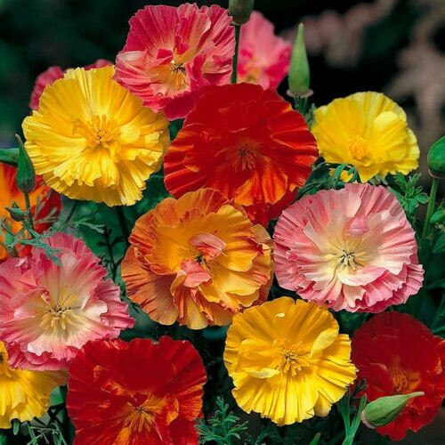 500 SEEDS - poppy CALIFORNIA - MISSION bells mix - GroCo - BUY ANY 15-SHIPS FREE