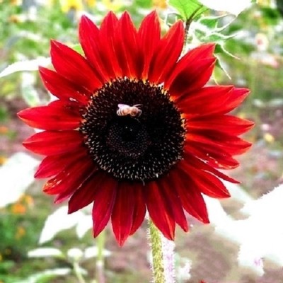 sunflower dwarf helianthus annuus teddy bear edible seeds multi oil cut head