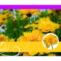 Ohne Text – Minikarte - 9x7,8 cm - mit Briefumschlag – Blume