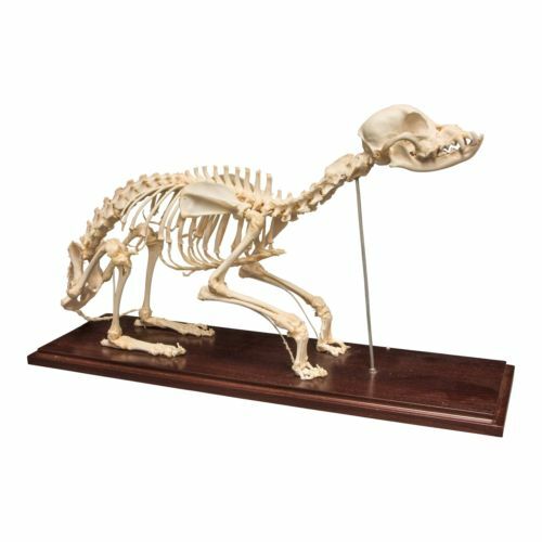 EX First 合金 DIECAST SKELETON DM-03 EX First Alloy Diecast Skeleton DM-03 Alphamon Figure | eBay